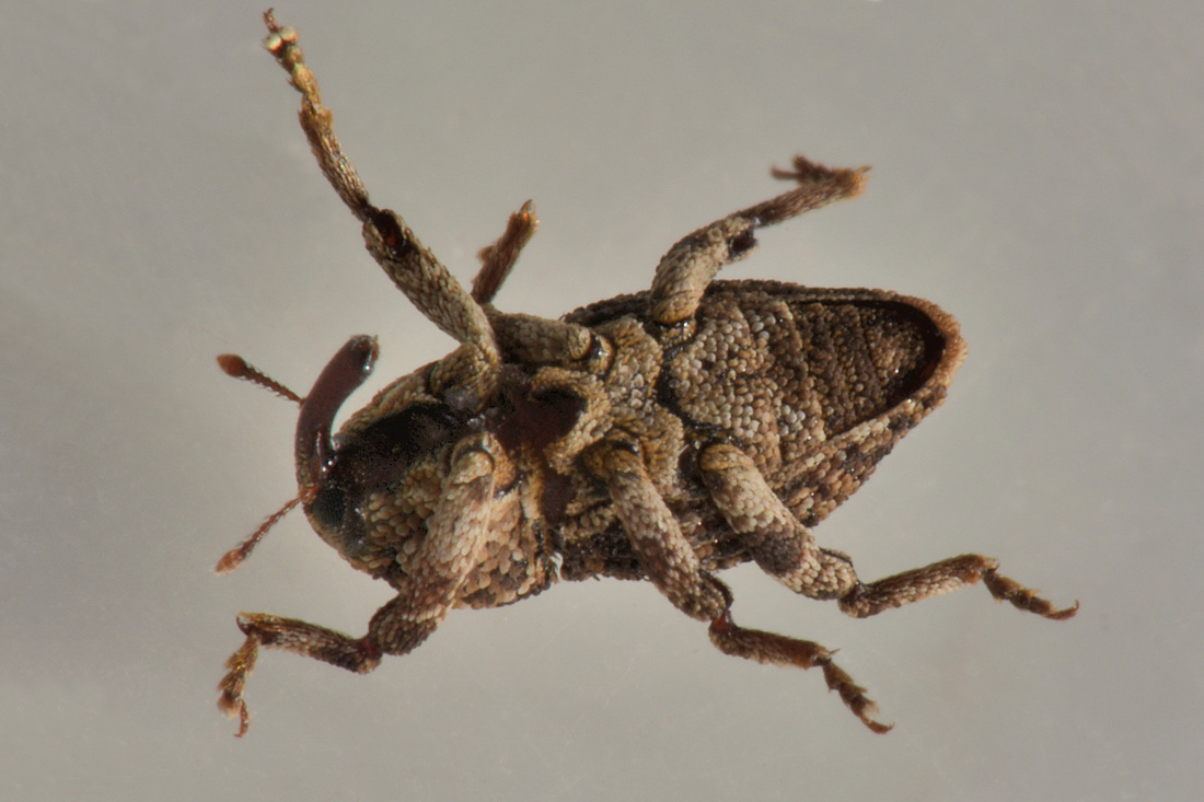 Curculionidae: Acallocrates sp?  S,  Acallocrates denticollis